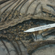 Image for article titled Animals that dine on rocks to survive